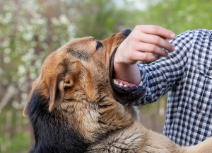 Gwinnett County Dog Bite Lawyer